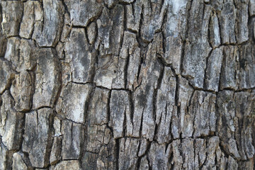 Cracked tree bark close-up abstract textured background