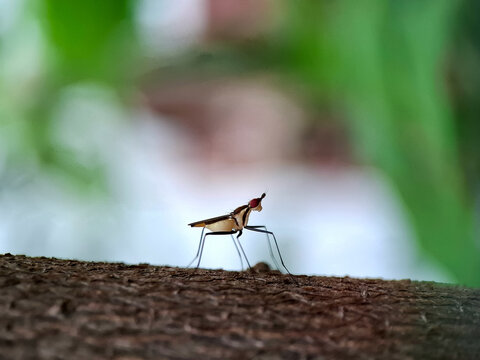 Neriidae or banana stalk fly in macro shot. shallow depth of field | smartphone photography