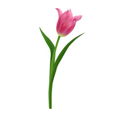 Elegant realistic pink tulip. Vector spring tulip flower for Mother's Day designs, 8 march posters, wedding cards, digital art.