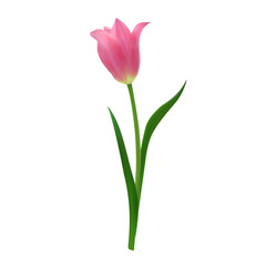 Detailed realistic pink tulip flower isolated on a white background. Vector illustration for botanical illustrations, packaging design, stationery.