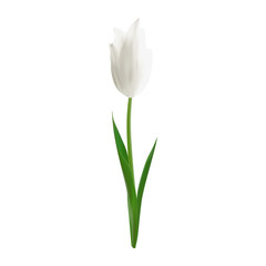 Isolated realistic white tulip flower. Symbol of love and springtime. Spring blossom vector illustration for print materials, web banners, and social media graphics.