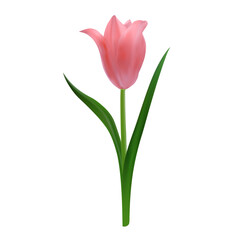 Realistic pink tulip blossom. Vector isolated object for Mother's Day invitations, spring posters, Easter designs, 8 march greeting cards, floral arrangements