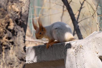 squirrel on the wall