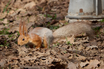 squirrel in the park