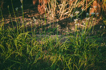 Green garlic chives (Allium tuberosum) with delicate white flowers growing in a sunlit garden with dry soil and plants in the background.