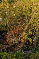 Overgrown tall lush dill plants with feathery green leaves and yellow flowers growing in a garden bed during golden hour.