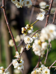 公園に咲く白梅