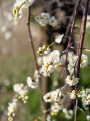 公園に咲く白梅