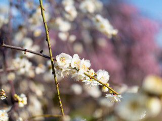 Obraz premium 公園に咲く白梅