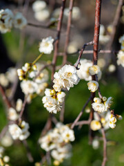 公園に咲く白梅