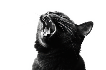 Black cat yawning with mouth wide open in a dark background in monochrome style photo