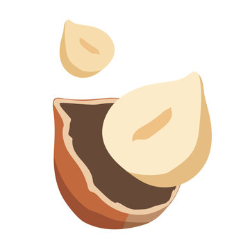 Hazelnut, Hazelnuts, nuts, nuts vector, popping hazelnut