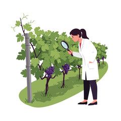 Scientist examining grapevines in a vineyard, flat design vector art