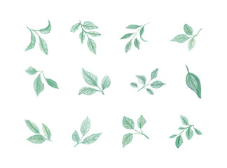 Set of watercolor hand painted green stems with leaves on white background. Botanical watercolor rustic greenery for design.