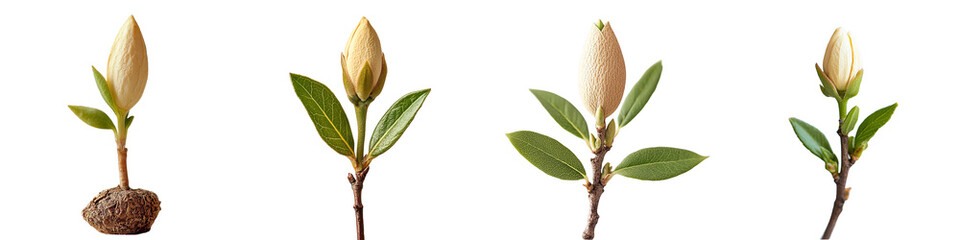 Fototapeta premium Closeup view of four magnolia flower buds in different stages of growth showing leaves and stems isolated Transparent Background