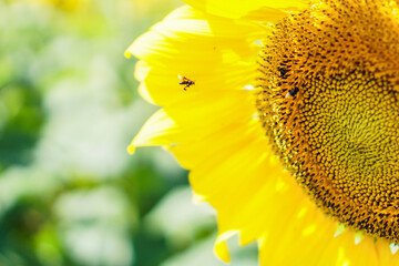 Sunflower and Bee: A vibrant close-up shot of a large sunflower with a bee. The bright yellow petals stand out against the blurry green of a field.