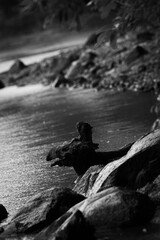 black and white photo of shoreline
