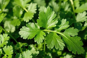 Photograph of a bunch of coriander, highlighting the natural appearance and the leafy texture