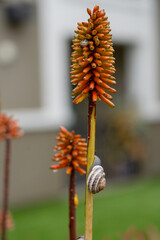 Wet Torch Lily after the rain