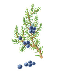 Juniper hand-drawn pencil illustration isolated on white