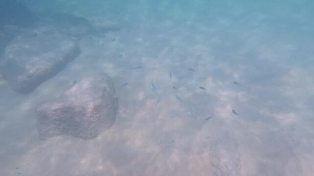Tropical Fish Swimming Amongst Rocks in Phuket Waters