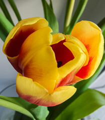 One yellow-red tulip in close-up with green leaves