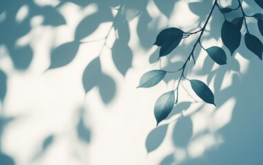 Leaf shadows on a light wall background.