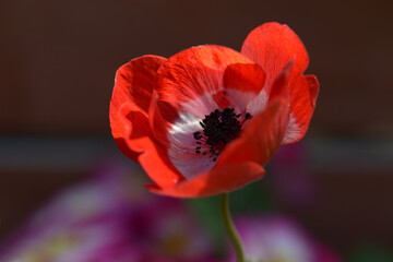 Obraz premium アネモネ