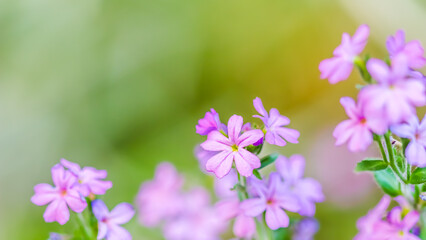 Small purple Erinus alpinus flowers. Floral background.