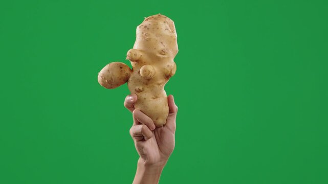 Weirdly Shaped Potato in Hand. Large and Freshly Harvested Deformed Potato Isolated on Green Screen. Unique food, strange shape, organic farm, green screen, vegetable close-up
