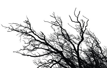 Silhouette of bare tree with branches isolated on white. Black and white vector illustration
