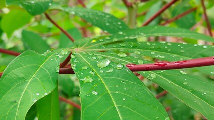 Image of Water droplets on cassava leaves. This photo can be used for presentation, education, background, wallpaper and so on.