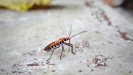 Photo of animal Dysdercus cingulatus (Red Cotton Bug or Red Cotton Stainer) This photo can be used for presentation, education, background and so on.
