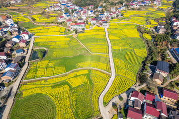Aerial photography of beautiful rapeseed flowers in spring in Youxian, Hunan, China