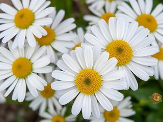 Close-up of Vibrant White and Yellow Daisies Blooming in Springtime, Nature's Beauty.