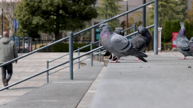 公園の暖かい陽だまりに集まる鳩たち