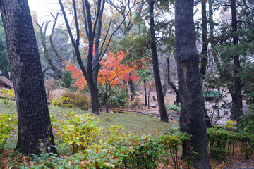 Fototapeta premium 森の紅葉 / Autumn leaves in the forest