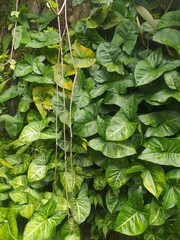 green leaves background