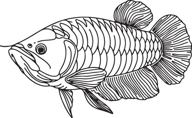 Stunning Line Drawing of Arowana Fish