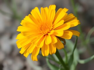 Close-up Vibrant Yellow Calendula Flower Blooming Outdoors, Nature Photography, Petal Detail.