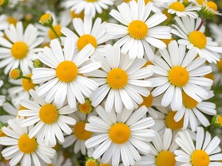 Stunning Close-Up of White and Yellow Daisies in Full Bloom, Summer Floral Beauty, Nature Background.
