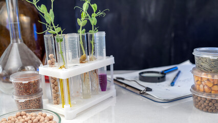 Analysis of green sprouts in the laboratory. Test tubes with a plant inside.