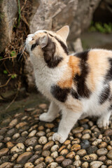 Cat in a garden in Suzhou, China