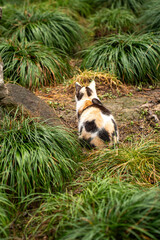 Cat in a garden in Suzhou, China