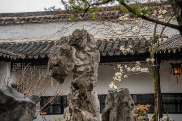 Yulan magnolia blossom