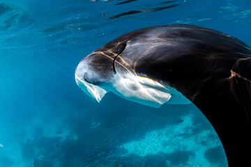 Obraz premium A manta ray glides effortlessly through the crystal-clear waters of Lady Elliot Island 