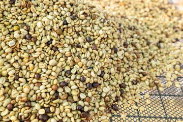 Coffee beans drying in the sun. Coffee plantations at coffee farm