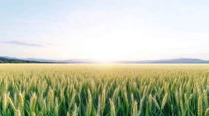 Golden Wheat Field at Sunrise