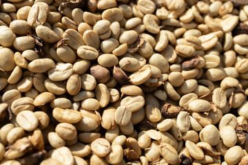 Coffee beans drying in the sun. Coffee plantations at coffee farm