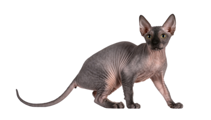 Sphynx cat with unique hairless features, white isolated background.